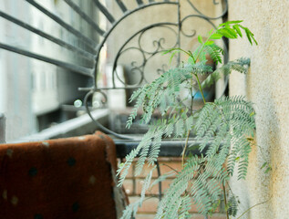 Small tree in balcony_morning_home