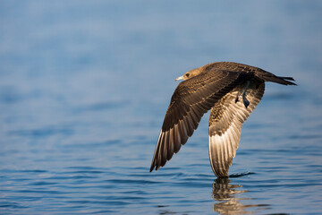 Arctic Jaeger - Schmarotzerraubmöwe - Stercorarius parasiticus, Germany (Baden-Württemberg), 1st cy