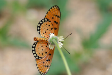 Butterfly on yellow flower.