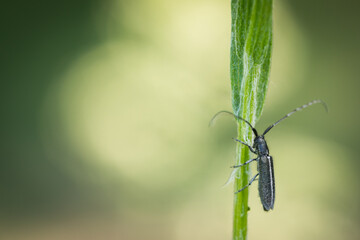Macro image of an insect in Germany