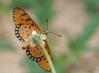 Obraz premium Butterfly on yellow flower.