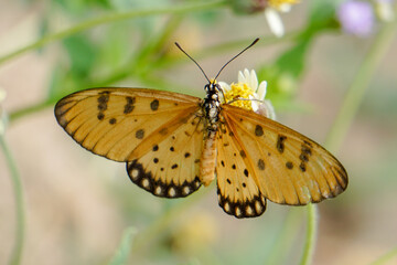 butterfly on flower.