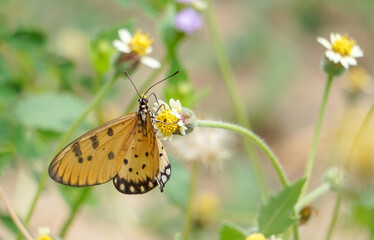 butterfly on flower.