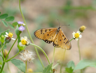 butterfly