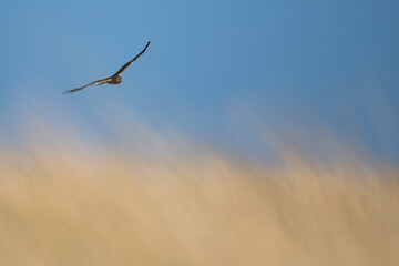 Hen Harrier - Kornweihe - Circus cyaneus, Germany (Niedersachsen), 1st cy