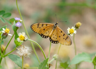 Butterfly on yellow flower.