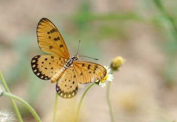 butterfly on flower.