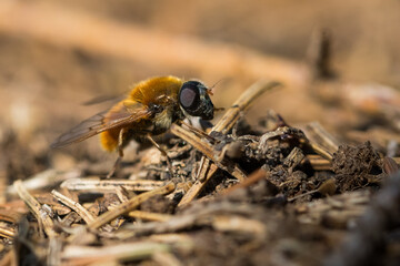 Macro image of an insect in Germany