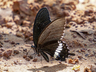 butterfly