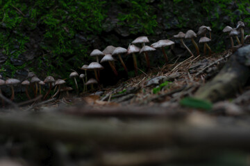 mushrooms in the undergrowth in winter