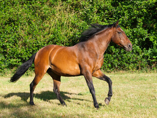 Young Horse Playing