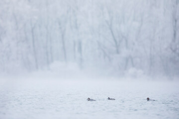 Greater Scaup - Bergente - Aythya marila ssp. marila, France (Alsace), adult, female