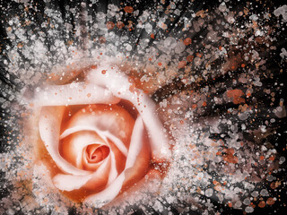 dramatic splash effect single bright pink rose floral abstract effect image with white and orange...