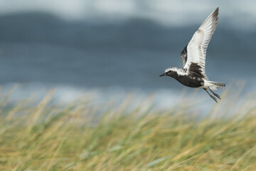 Grey Plover - Kiebitzregenpfeifer - Pluvialis squatarola ssp. squatarola, Germany (Hamburg), adult, moulting to nonbreeding plumage
