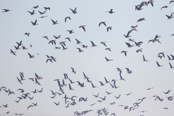 Tundra Bean Goose - Tundra-Saatgans - Anser fabalis ssp. rossicus, Germany (Brandenburg), flock with Greater White-fronted Geese