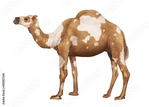 Dromadaire Tachete Brun Et Blanc Chameau Desert Mammifere Nature Sable Isole Bosse Voyage Faune Sauvage Brun Blanc Jardin Zoologique Animal Ete De Profile Wall Mural Behzadillustration