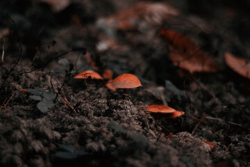 mushrooms in the undergrowth in winter