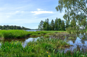 The beauty of forest landscapes with a river.