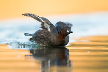 Little Grebe - Zwergtaucher - Tachybaptus ruficollis ssp. ruficollis, Austria (Vorarlberg), adult
