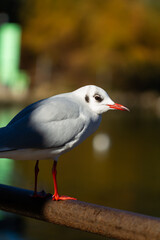 Black-headed gull (Chroicocephalus ridibundus), sea bird with red beak and legs