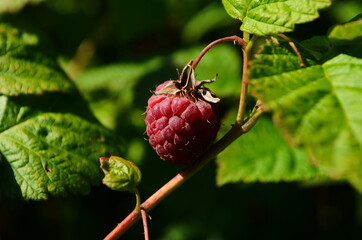 Raspberries in the sun. Photo of ripe raspberries on a branch. Raspberries on a branch in the...