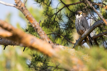 Eurasian Hobby - Baumfalke - Falco subbuteo ssp. subbuteo, Russia (Baikal), adult