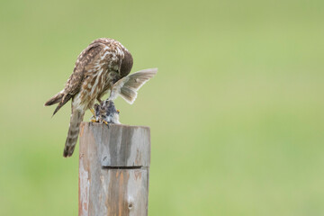 Merlin - Merlin - Falco columbarius ssp. aesalon, Russia (Baikal), adult, female
