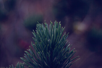 Fototapeta premium pine plant with green needles and pine cones in autumn