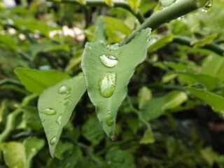 Rain drops on devil's backbone leaves. Also known as zigzag plant. Pedilanthus tithymaloides.
