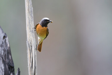 Common Redstart - Gartenrotschwanz - Phoenicurus phoenicurus ssp. phoenicurus, Russia (Oblast Irkutsk), adult male