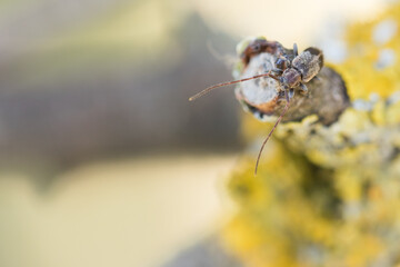 Macro image of an insect in Germany