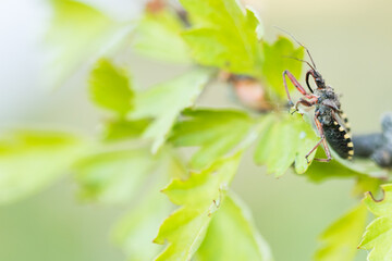 Macro image of an insect in Germany