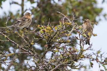 Twite - Berghänfling - Carduelis flavirostris ssp. flavirostris, Germany (Niedersachsen)