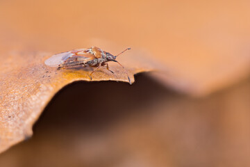 Macro image of an insect in Germany