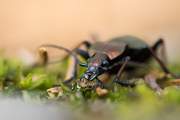 Macro image of an insect in Germany