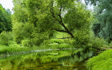 Fototapeta na wymiar The beauty of forest landscapes with a river.