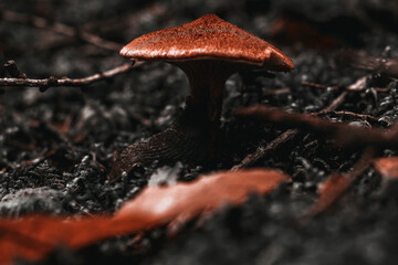 mushrooms in the undergrowth in winter