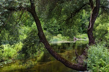 The beauty of forest landscapes with a river.