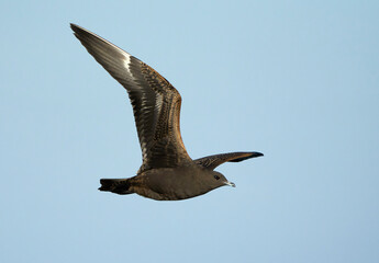 Parasitic Jaeger, Stercorarius parasiticus