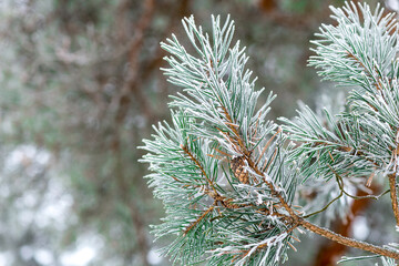 A branch of a coniferous tree sprinkled with snow in the forest close-up in winter