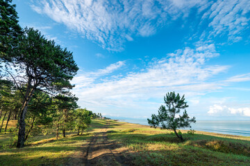 beach and sea on a sunny day in the shade of the pines