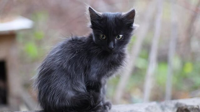 Cute scared black kitten with green eyes sits on a stone in the street, looks around. Long-wattled funny cat