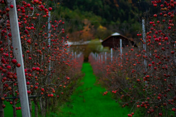 apple plantations in Trentino Alto Adige
