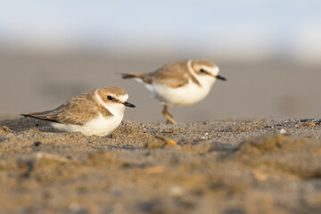 Kentish Plover - Seeregenpfeifer - Charadrius alexandrinus ssp. alexandrinus, France (Corsica), pair