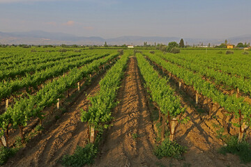 Fototapeta na wymiar Turkey - Springtime vineyards in the Manisa plain.