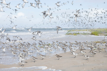 Dunlin - Alpenstrandläufer - Calidris alpina, Germany (Hamburg), at high-tide roost with Sanderling and Red Knot