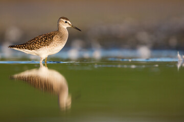 Wood Sandpiper - Bruchwasserläufer - Tringa glareola, Germany (Schleswig-Holstein), 1st cy