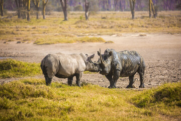 Obraz premium Pair of wild rhinos