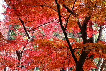 秋の旧小坂邸　世田谷区瀬田にある長野市出身の小坂氏(実業家・政治家）の旧別邸は、国分寺崖線を利用した敷地に自然豊かな庭が広がる。