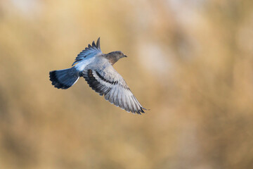 Feral Pigeon - Straßentaube -  Columba livia domestica, Germany (Baden-Württemberg), 2nd cy.